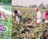Agro-based Enterprises Change the Life Style of Mushahar Families