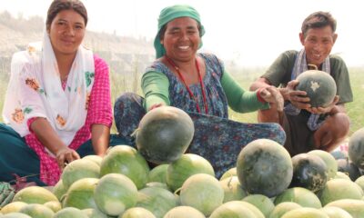 watermelon